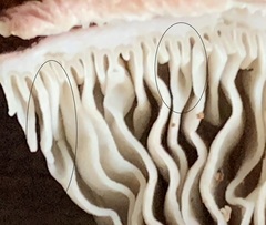 Gomphidius maculatus