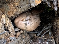 Gomphidius maculatus