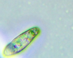 Gomphidius maculatus