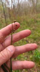 Juncus coriaceus