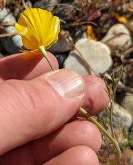 Eschscholzia lobbii