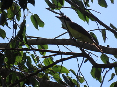 Pitangus sulphuratus