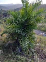 Bactris plumeriana