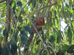 Notocitellus annulatus