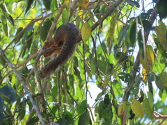 Notocitellus annulatus