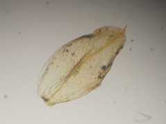 Acaulon mediterraneum