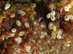 Ecteinascidia bandaensis