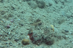 Amblyeleotris guttata