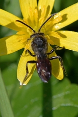 Nomada fabriciana