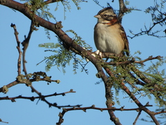Zonotrichia capensis