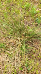 Juncus coriaceus