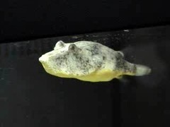 Congo Puffer photo 1
