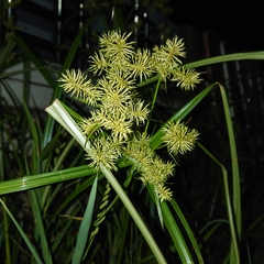 Cyperus compactus