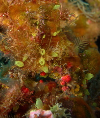 Ecteinascidia herdmani