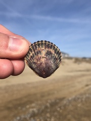 Argopecten irradians concentricus