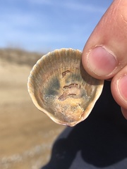 Argopecten irradians concentricus