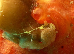 Ecteinascidia herdmani