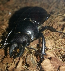 Lucanus placidus