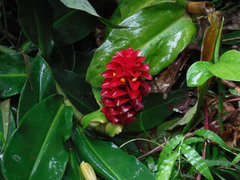 Costus comosus