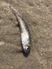 Gadiformes