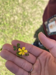 Oxalis dillenii