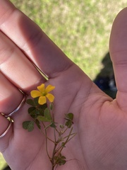 Oxalis dillenii