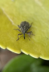 Ceutorhynchus pallidactylus