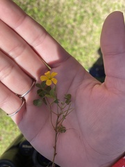 Oxalis dillenii