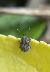 Ceutorhynchus pallidactylus