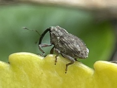 Ceutorhynchus pallidactylus