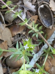 Sherardia arvensis