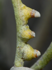 Rhopalomyia chrysothamni