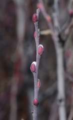 Salix breweri