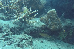 Pomacentrus amboinensis