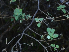 Lonicera subspicata denudata