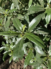 Magnoliopsida