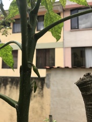 Vasconcellea × pentagona