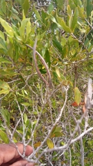 Mascarenhasia