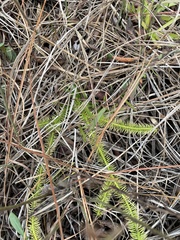 Lycopodiella appressa