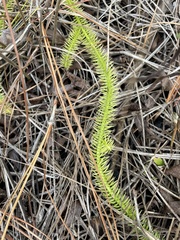 Lycopodiella appressa