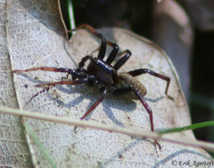 Hygrolycosa rubrofasciata