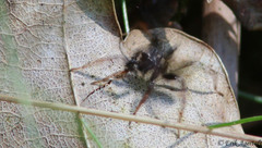 Hygrolycosa rubrofasciata