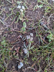 Lomatium piperi