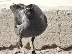 Corvus monedula soemmerringii