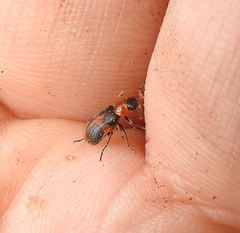 Collops quadrimaculatus