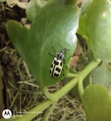 Astylus atromaculatus