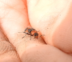 Collops quadrimaculatus