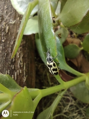 Astylus atromaculatus