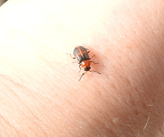 Collops quadrimaculatus