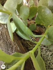 Astylus atromaculatus